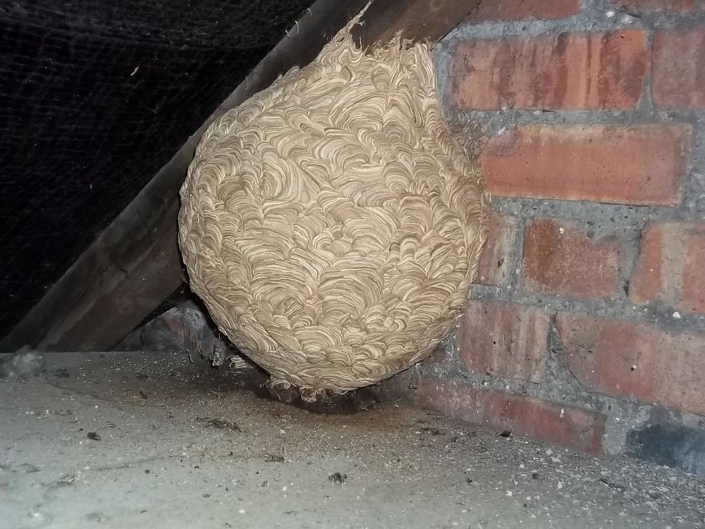 Wasp nest in attic