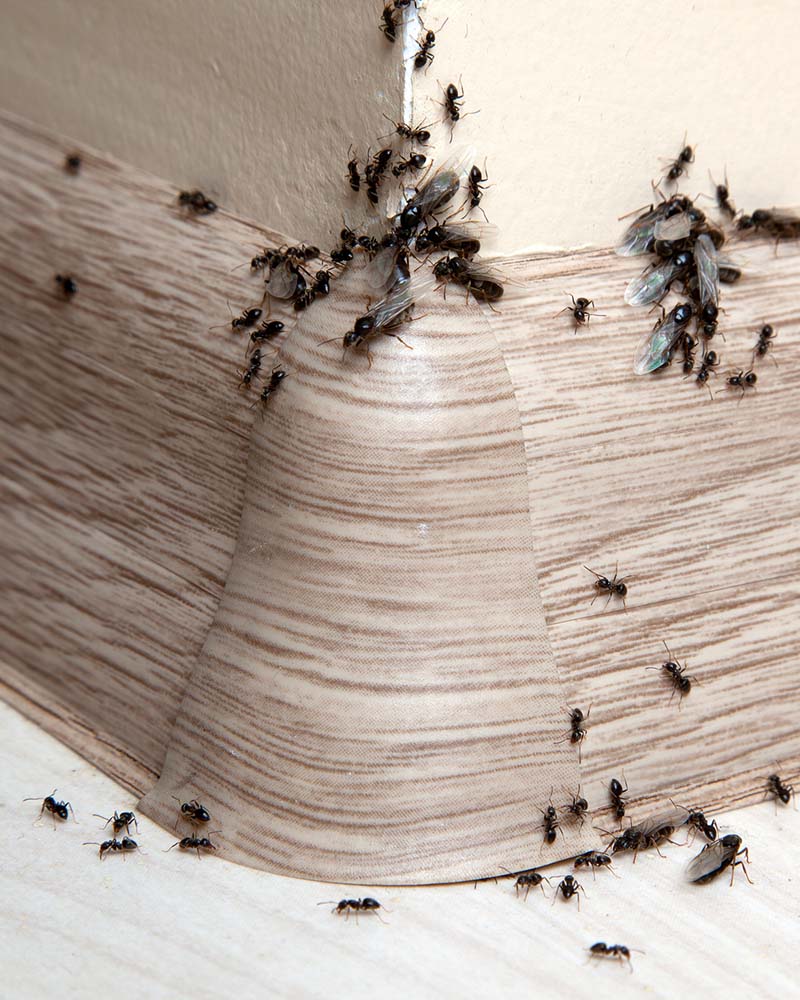 Ants infestation in home