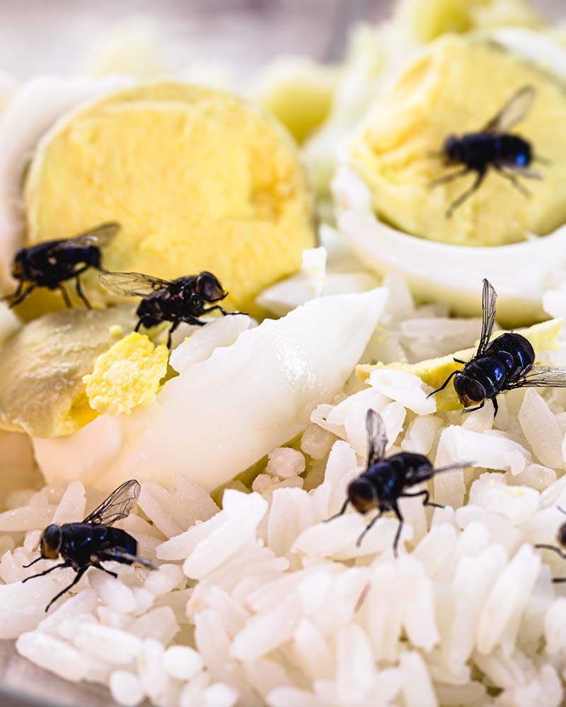 Infestation of flies on food, rice and rotten eggs, insects indoors, house pest.