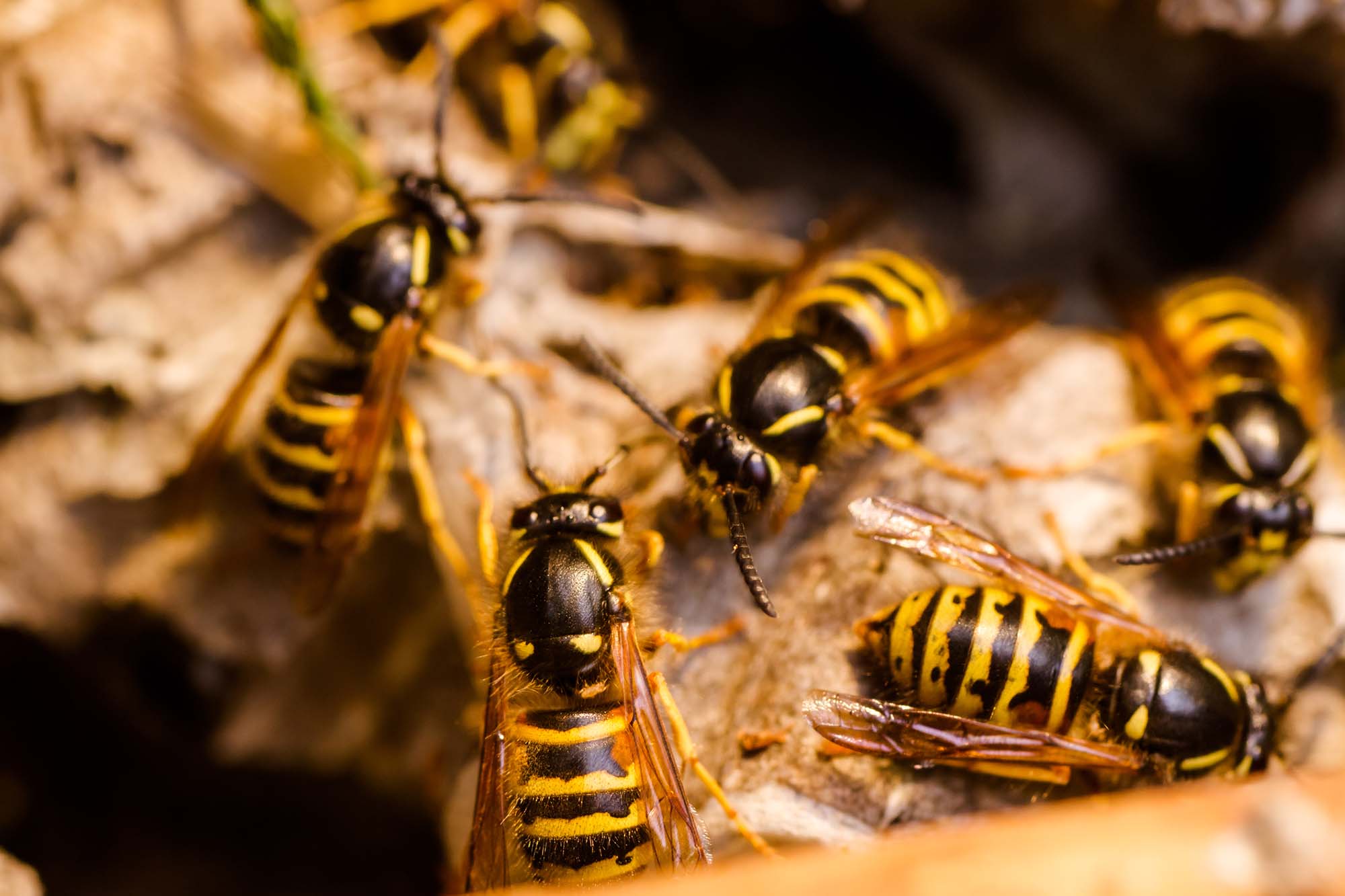 Close up of wasps nest