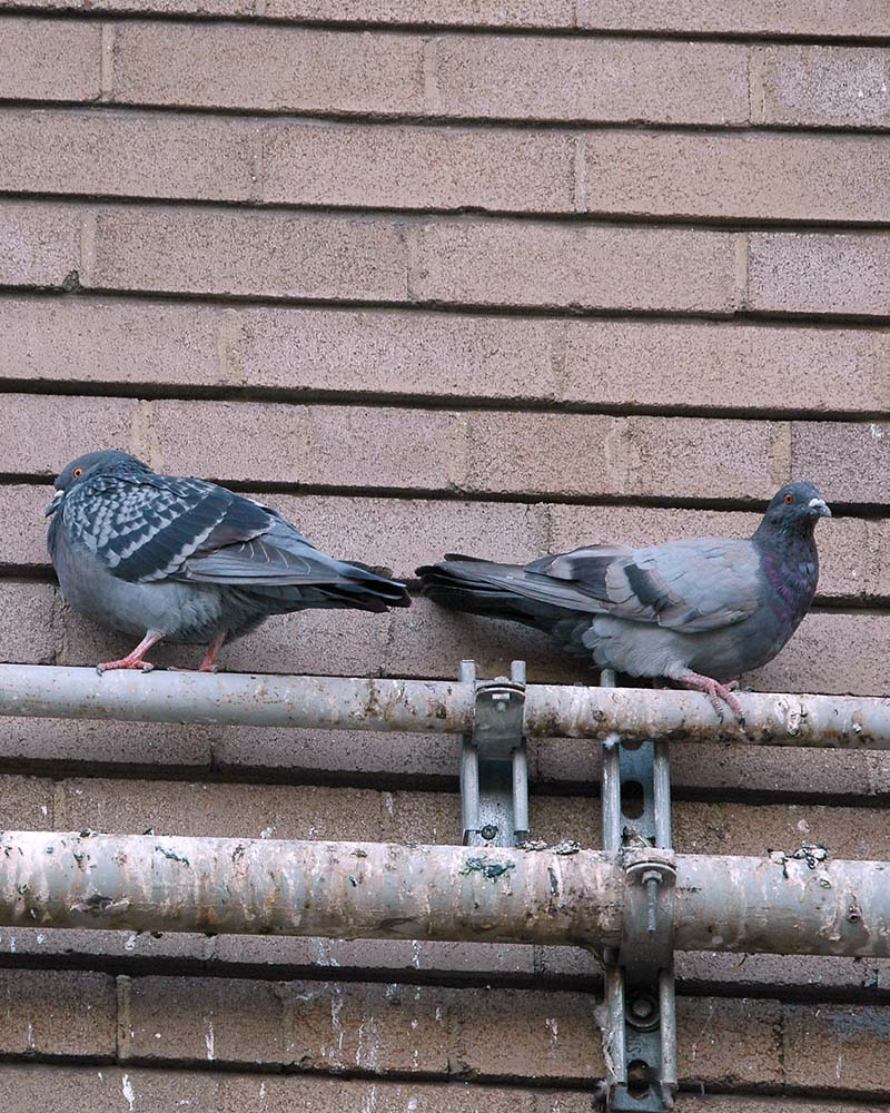 Pigeons on the roof close-up