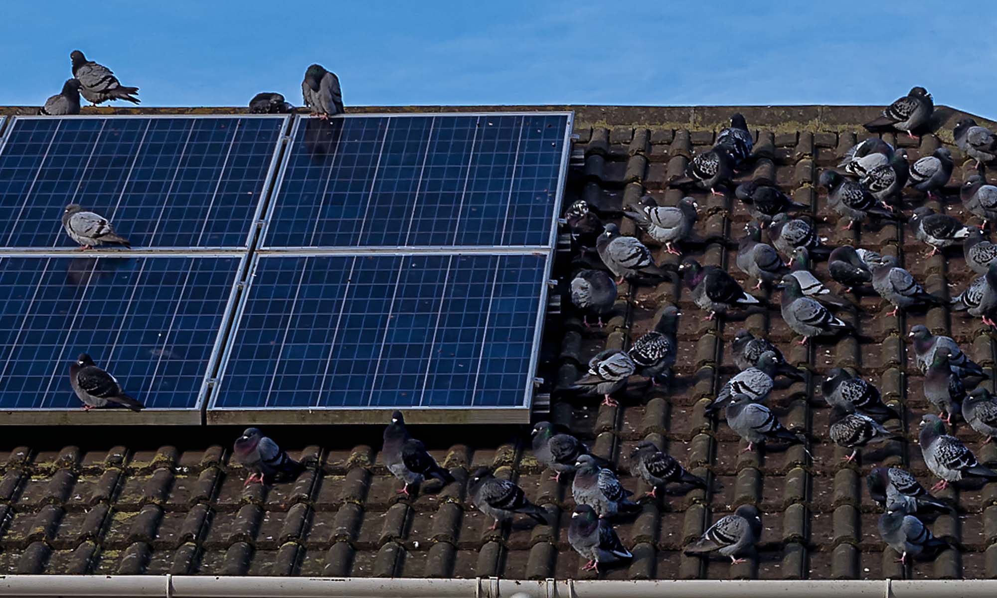 Pigeons on the roof. Flock of pigeons on the roof of a house with solar panels against a clear, blue sky.