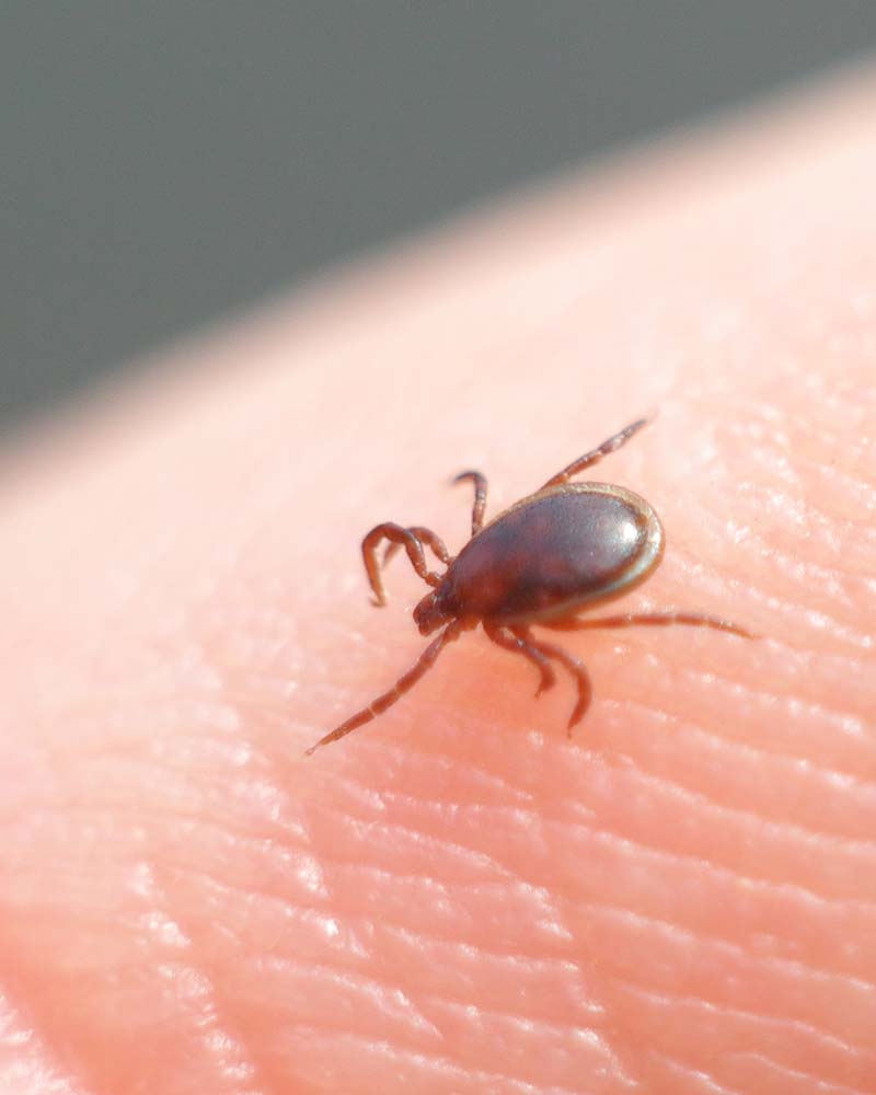 Starved Tick Seeking Right Place on Host Body. Close photo of Ixodes ricinus tick who has reached the human skin. Seeking right spot to take a bite. Ticks are parasites who are using blood of other mammals and birds to surviv. Unfortunately they spread diseases like Lyme disease and fevers.